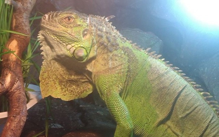 Zbiórka nowe mieszkanie dla Edka legwana - zdjęcie główne