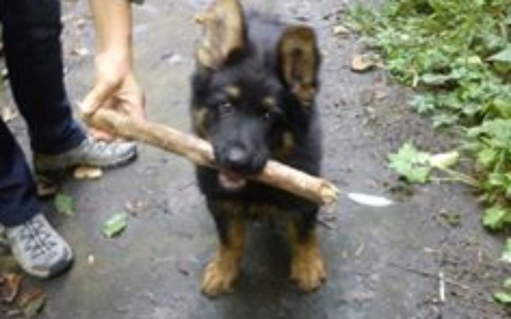 Zbiórka Zwierzątko - zdjęcie główne