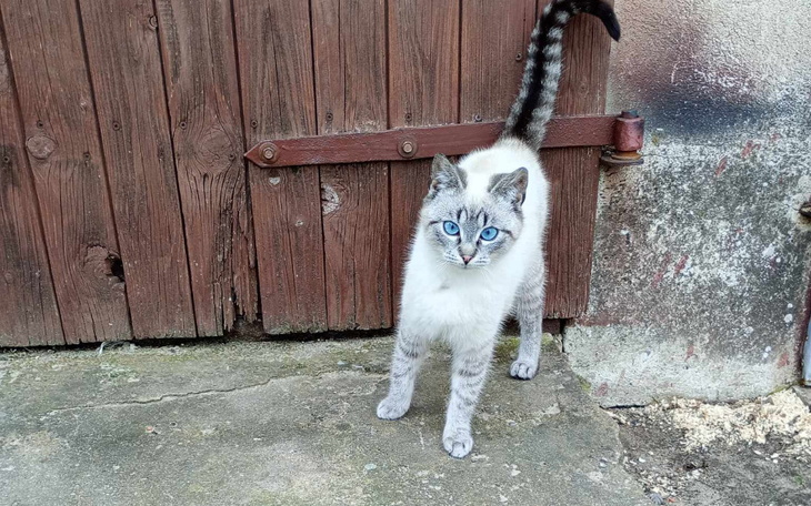 Zbiórka Piękny Bezdomny kot - zdjęcie główne