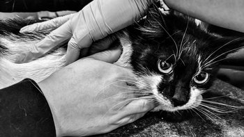 Zbiórka Koniec leczenia FIPów - miniaturka zdjęcia