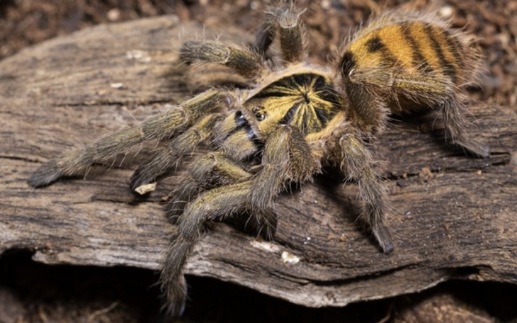 Zbiórka Na komputer i pająki - zdjęcie główne