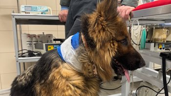 Zbiórka Jeden dzień ratunkowy - miniaturka zdjęcia