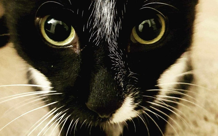 Zbliżenie na twarz czarnego kota z dużymi oczami.