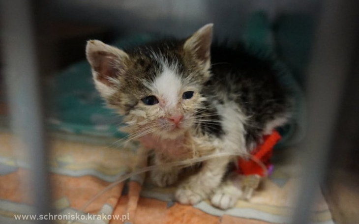 Zbiórka Sprzęt dla zwierząt w schronisku - zdjęcie główne