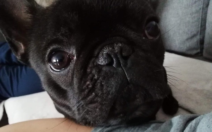 Zbiórka Wafel- przyjaciel człowieka - zdjęcie główne