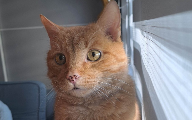 Zbiórka Leczenie Naszego Ryśka - zdjęcie główne