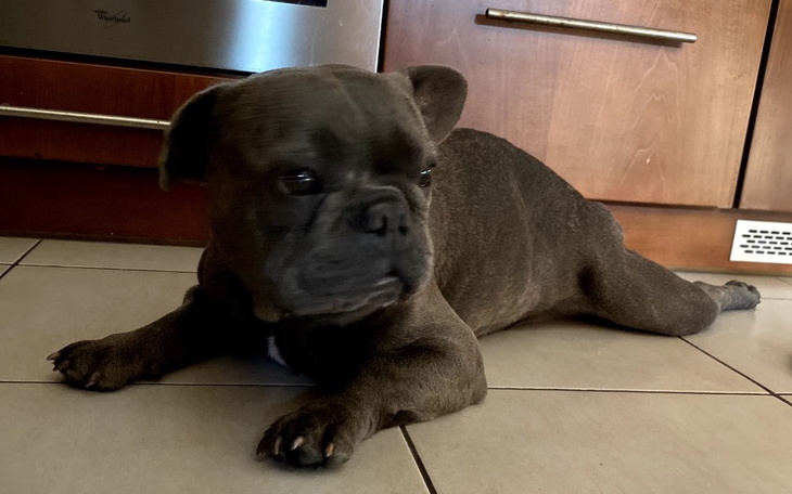 Zbiórka na pomoc dla znalezionego pieska - zdjęcie główne