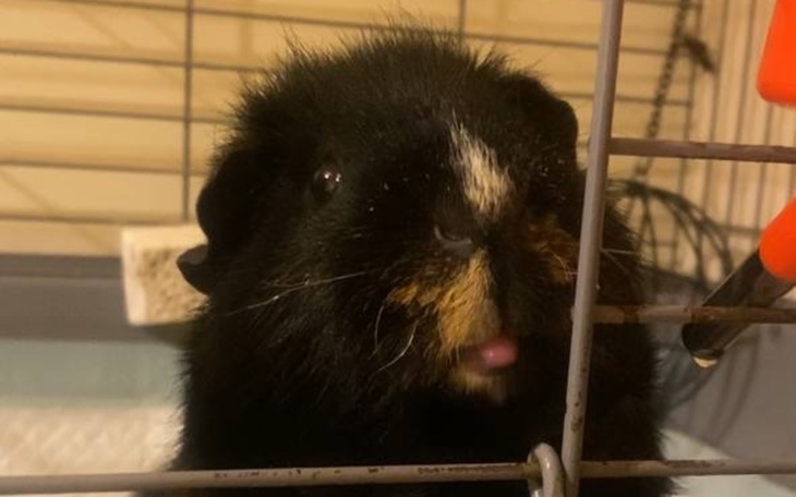 Zbiórka Na leczenie dla Luni - zdjęcie główne