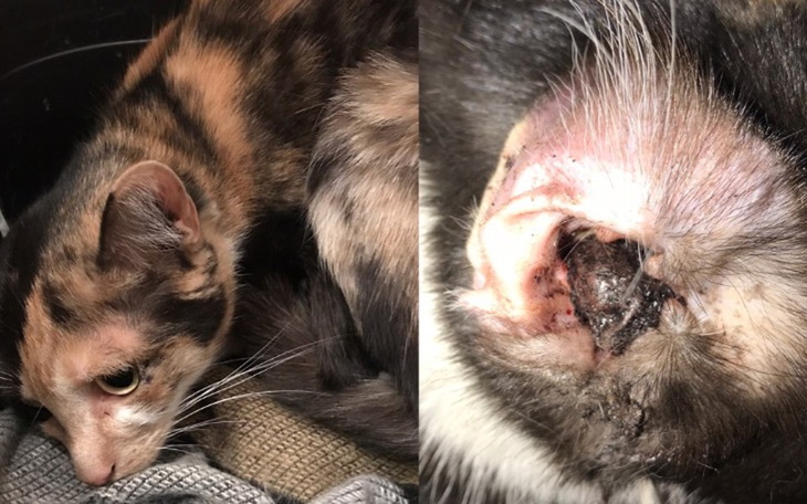 Zbiórka Nie pozwólmy jej dalej cierpieć - zdjęcie główne