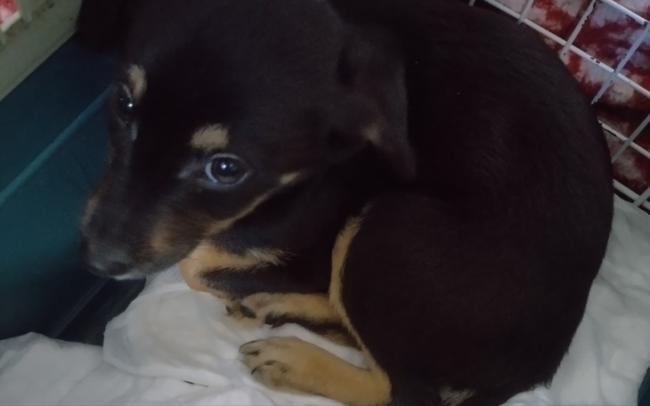 Mały czarny piesek leży w koszyku, wyglądając na zrelaksowanego.