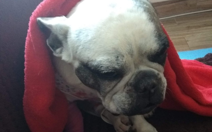 Zbiórka Mańka - zbiera na zabieg - zdjęcie główne