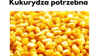 Zbiórka Tona kukurydzy dla Świń - miniaturka zdjęcia