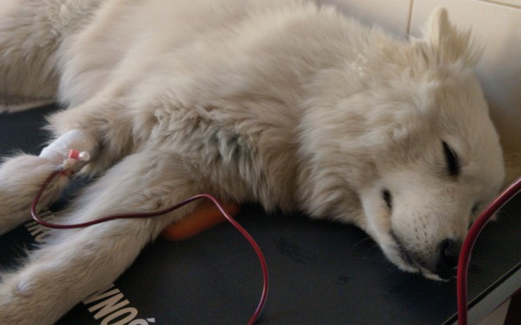 Zbiórka Yogi walczy o życie - zdjęcie główne