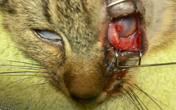 Kot po operacji, z widocznymi ranami na twarzy.