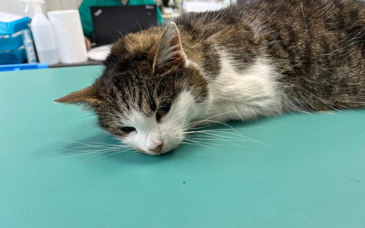 Kot leżący na stole, wygląda na zmęczonego i zrelaksowanego.