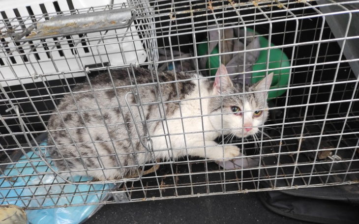 Zbiórka Na żywołapke - zdjęcie główne