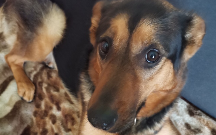 Zbiórka Babeszjoza pieska Pomóż - zdjęcie główne