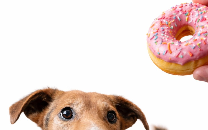 Pies z ciekawością patrzy na pączka z kolorową posypką.