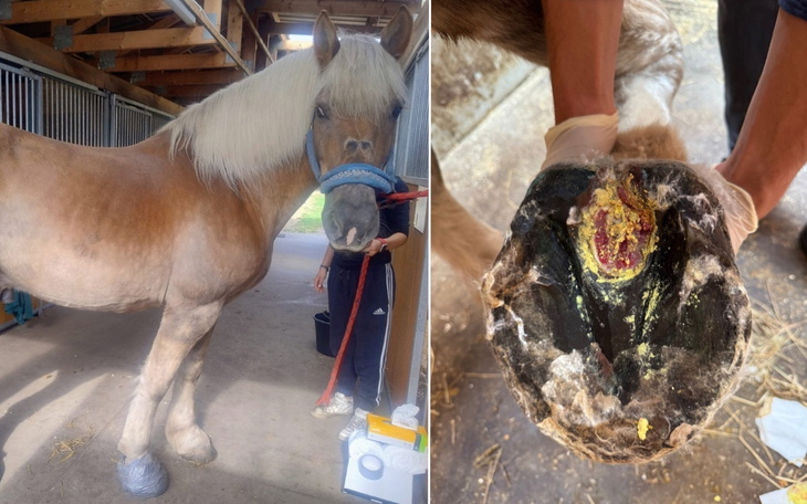 Koń w stajni z widoczną kopytem do pielęgnacji.