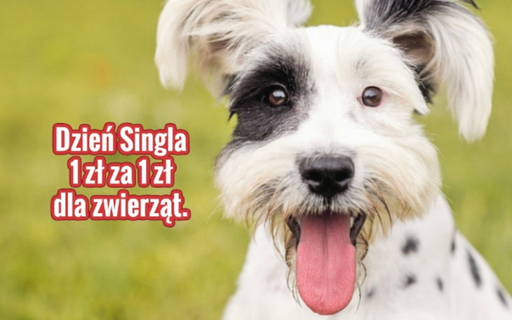 Zbiórka Dzień singla! - zdjęcie główne