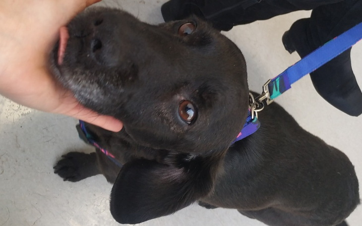 Zbiórka Pomóż postawić Bruna na łapy - zdjęcie główne