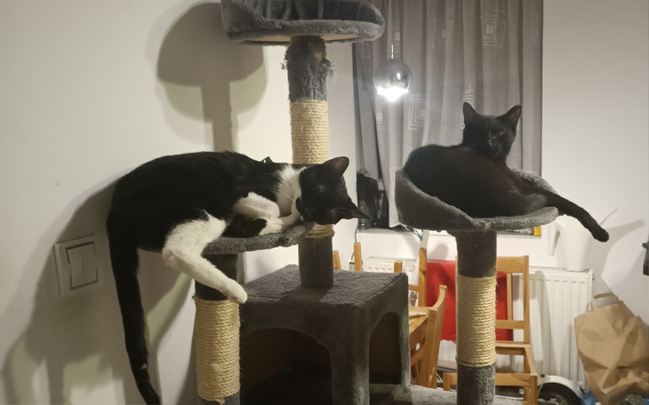 Zbiórka Pomóż Salemowi stanąć na nogi - zdjęcie główne