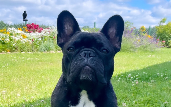 Zbiórka Buldożka Ruby - zdjęcie główne