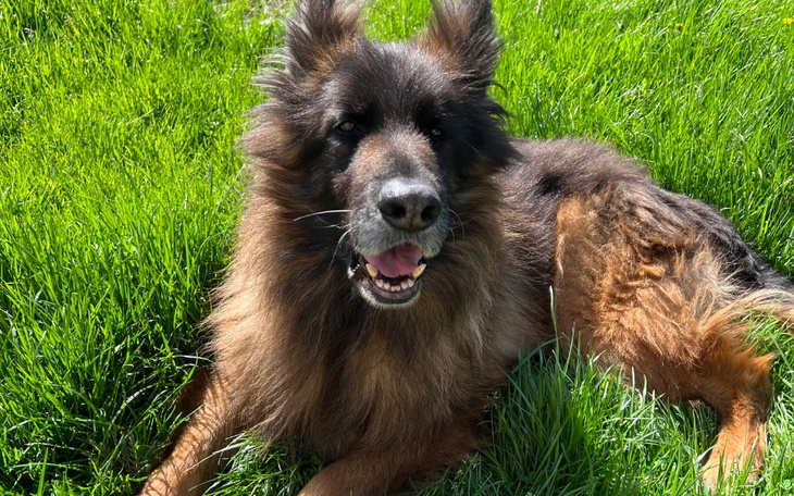 Zbiórka Leczenie 9 letniego owczarka - zdjęcie główne