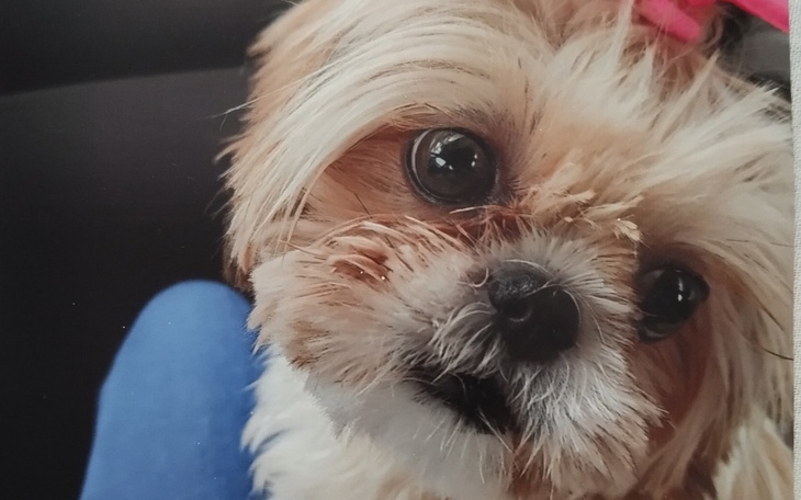 Zbiórka Pomóż Lili znów stanąć na łapki - zdjęcie główne