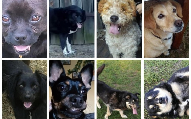 Zbiórka POMOCY-Kleszcze Atakują - zdjęcie główne