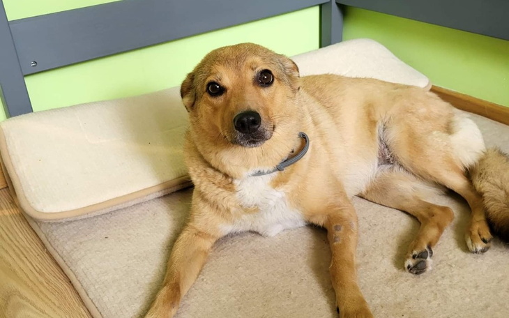 Zbiórka Operacja biodra Blanki - zdjęcie główne