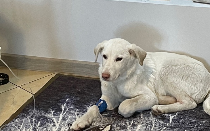 Zbiórka Leczymy porzuconego psiaka - zdjęcie główne