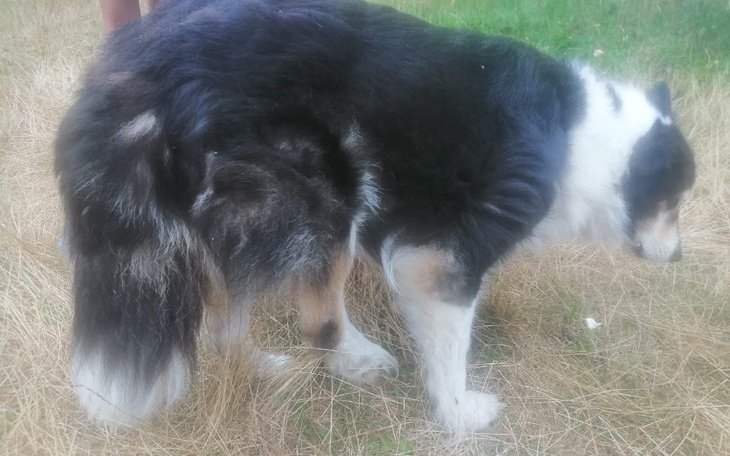 Pies z długim ogonem, stojący na trawie.