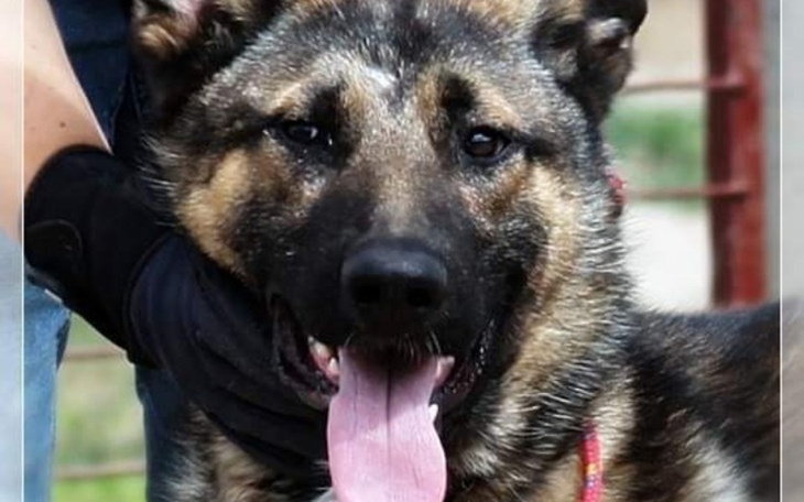 Zbiórka Wyciągamy psa ze schroniska - zdjęcie główne