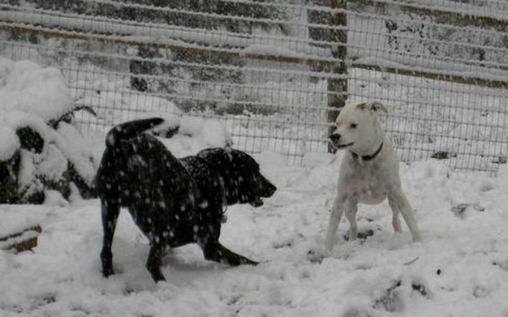Zbiórka Rozbudowa prywatnego schroniska - zdjęcie główne