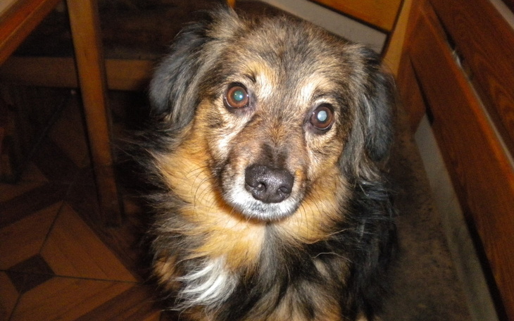 Pies o brązowym futrze patrzy w obiektyw.