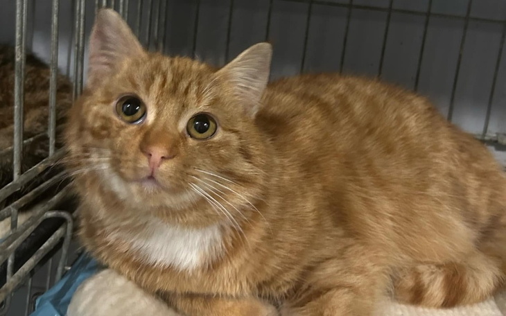 Rudy kot leżący w klatce, z wyrazem ciekawości.