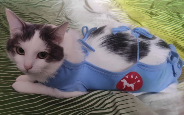 Zbiórka Połknęła żyłkę i miała operację - zdjęcie główne