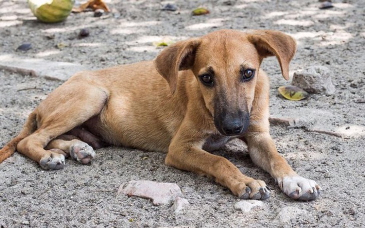 Zbiórka Zbiórka na bezdomne psy i kotki - zdjęcie główne
