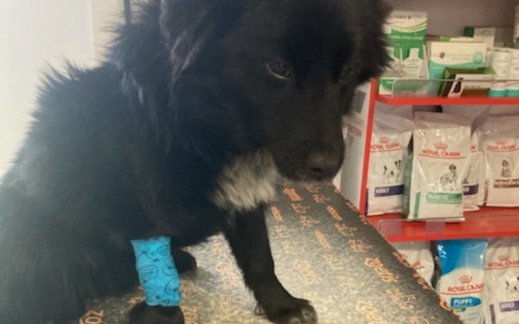 Zbiórka Parwowiroza chce nam ją zabrać - zdjęcie główne