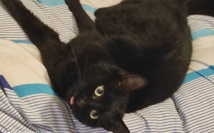 Zbiórka Na kicie - zdjęcie główne