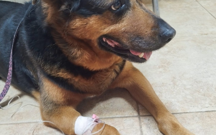 Pies w lecznicy weterynaryjnej z opatrunkiem na łapie.