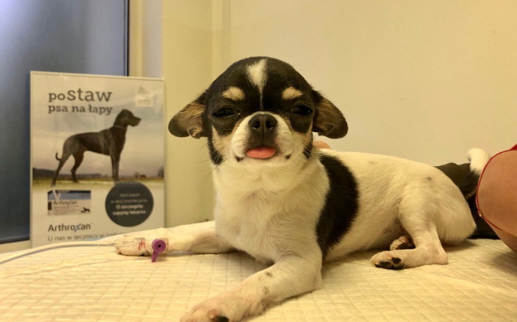 Zbiórka Leczenie operacyjne BOAS - zdjęcie główne