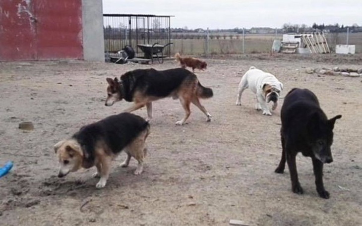 Zbiórka Rozbudowa Domu Psiego Seniora - zdjęcie główne