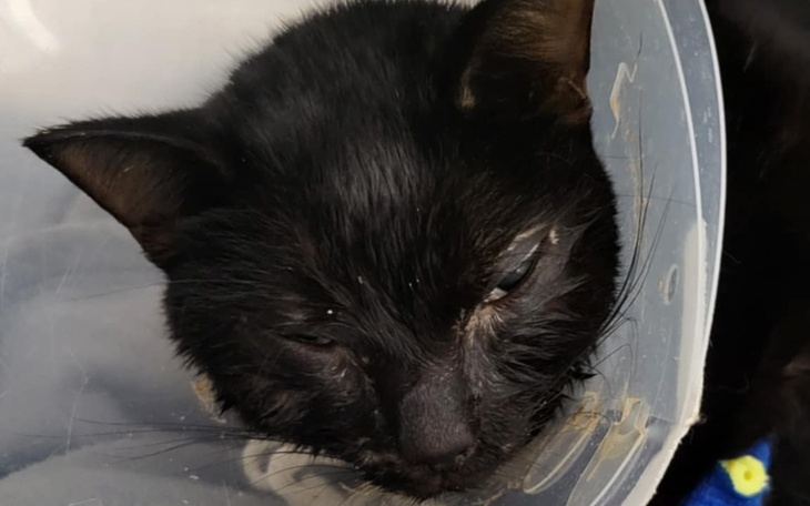 Czarny kot z kołnierzem, śpiący w przezroczystym pojemniku.