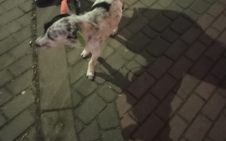 Pies w nocy, z wyraźnym cieniem na chodniku.