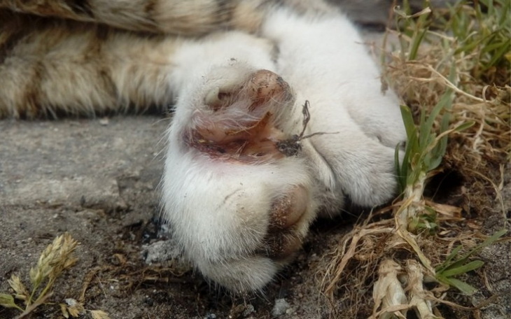 Zbiórka Pomoc w opłaceniu hospitalizacji - zdjęcie główne