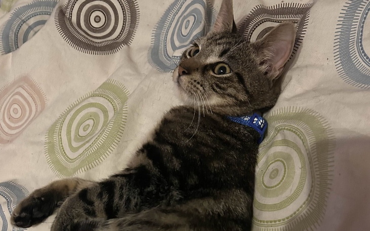 Zbiórka Operacja kota Zeusa - zdjęcie główne