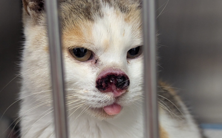 Kot z uszkodzoną noskiem, wyglądający przez kraty.