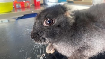 Zbiórka Niemy krzyk usłysz moje wołanie - miniaturka zdjęcia